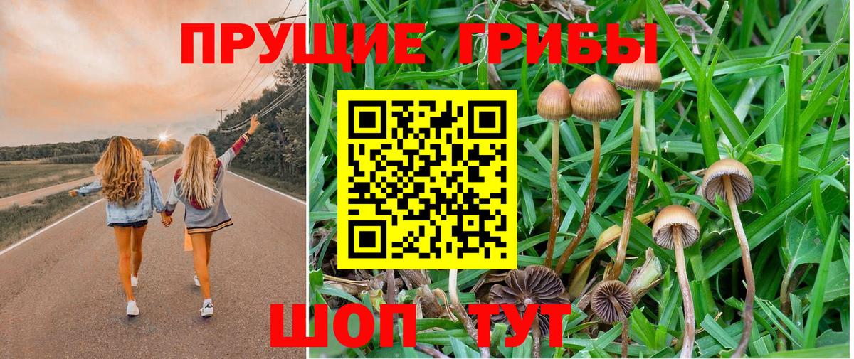 Галлюциногенные грибы прущие грибы Вышний Волочёк